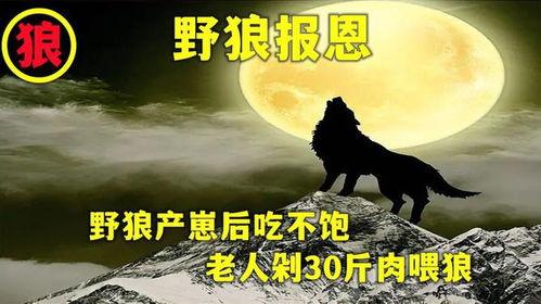 遇狼吃瓜人免费阅读,一场惊心动魄的免费阅读冒险之旅