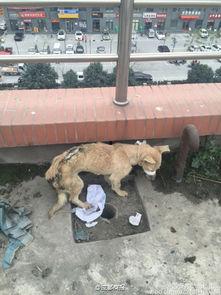 一个狗狗最新爆料图片视频,萌态百出，萌翻网友心